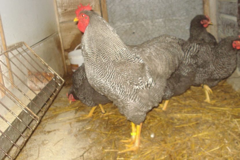  - PLYMOUTH ROCK BARAT 2017 - 2018 - FAMILIA 1