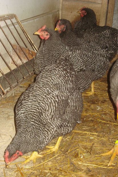  - PLYMOUTH ROCK BARAT 2017 - 2018 - FAMILIA 1