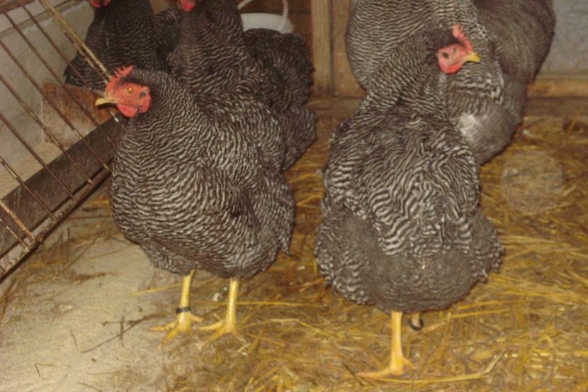  - PLYMOUTH ROCK BARAT 2017 - 2018 - FAMILIA 1