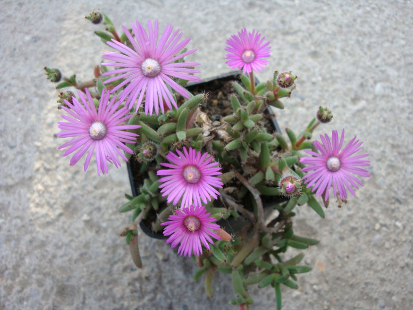 Trichodiadema stellatum Schwantes 1926. - Genul Trichodiadema