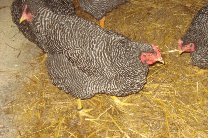  - PLYMOUTH ROCK BARAT 2017 - 2018 - FAMILIA 1