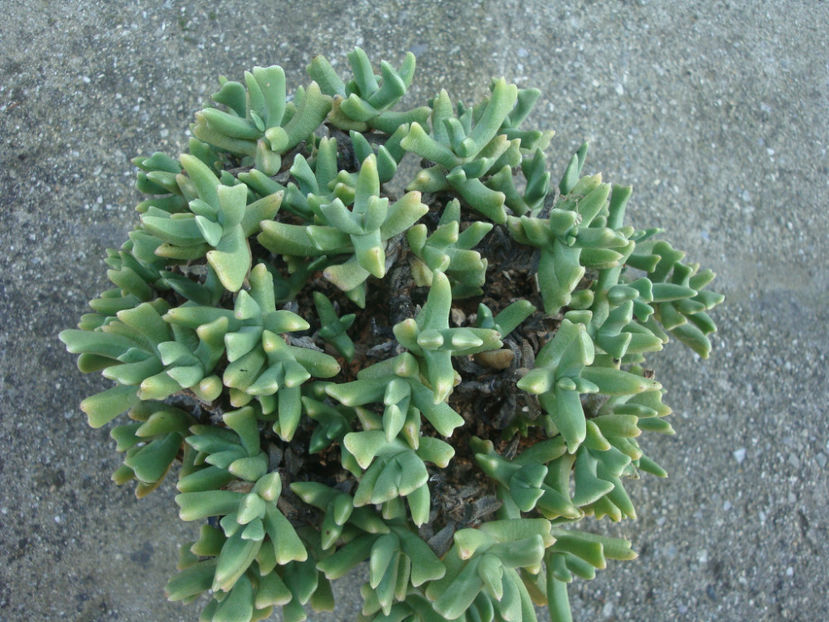 Rhombophyllum dolabriforme Schwantes 1928. - Genul Rhombophyllum