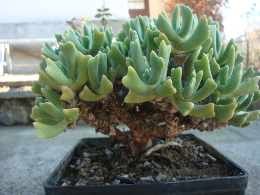 Rhombophyllum dolabriforme Schwantes 1928. - Genul Rhombophyllum