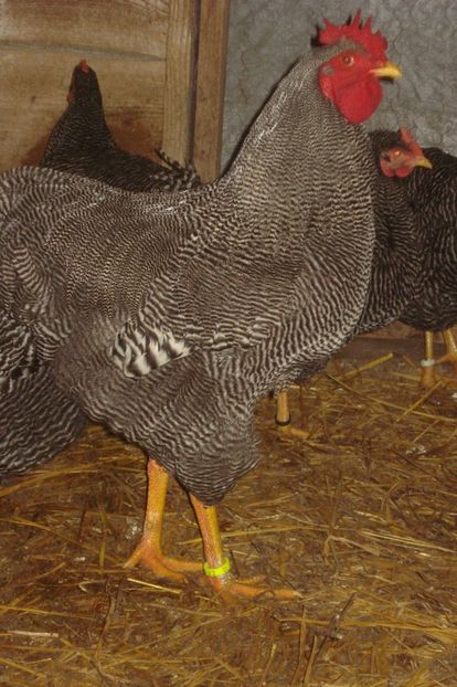  - PLYMOUTH ROCK BARAT 2017 - 2018 - FAMILIA 1