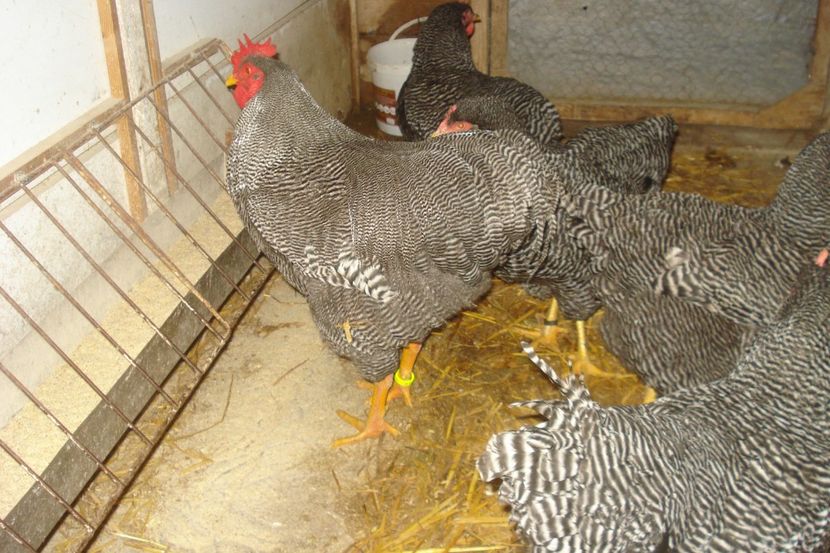  - PLYMOUTH ROCK BARAT 2017 - 2018 - FAMILIA 1