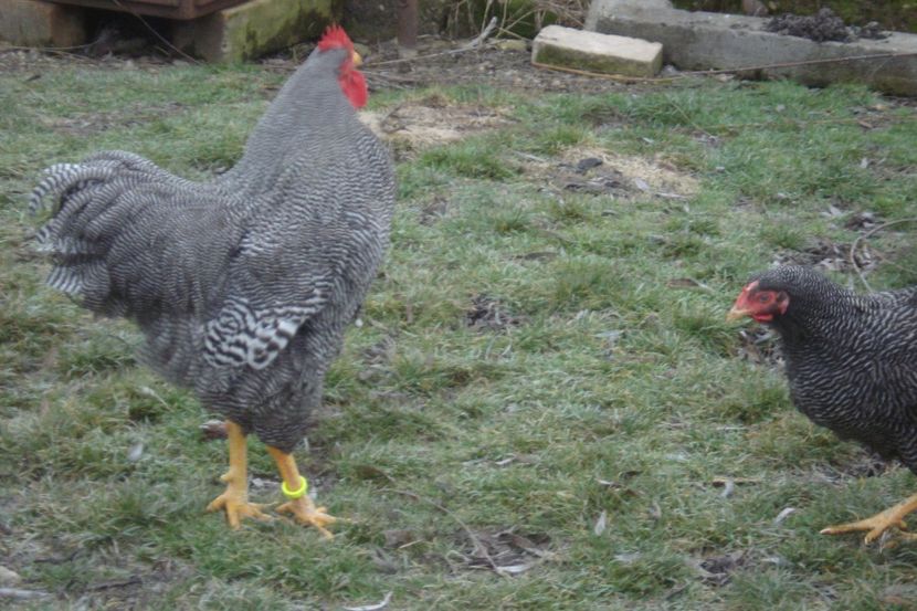  - PLYMOUTH ROCK BARAT 2017 - 2018 - FAMILIA 2