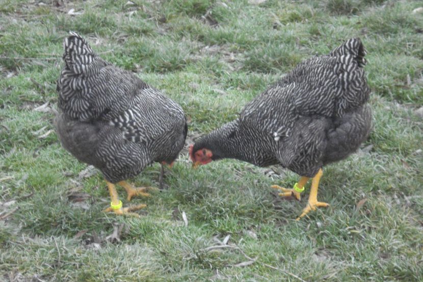  - PLYMOUTH ROCK BARAT 2017 - 2018 - FAMILIA 2