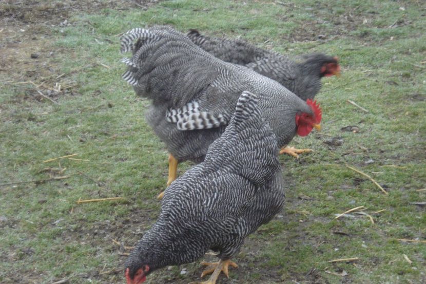  - PLYMOUTH ROCK BARAT 2017 - 2018 - FAMILIA 2