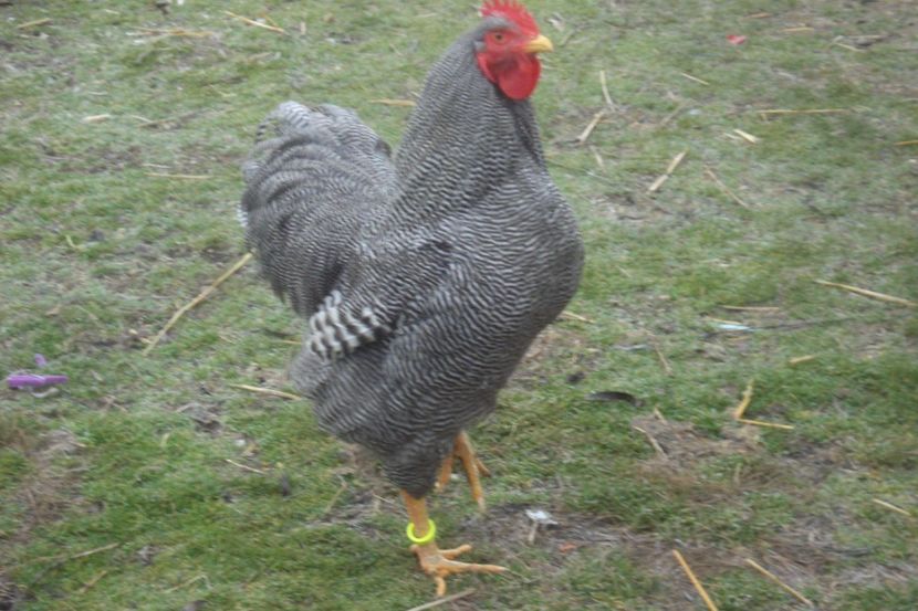  - PLYMOUTH ROCK BARAT 2017 - 2018 - FAMILIA 2