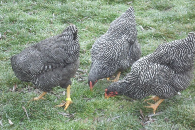  - PLYMOUTH ROCK BARAT 2017 - 2018 - FAMILIA 2