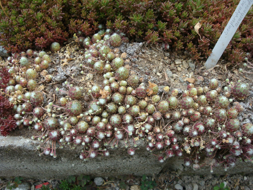 Sempervivum arachnoideum L.1753. - Genul Sempervivum