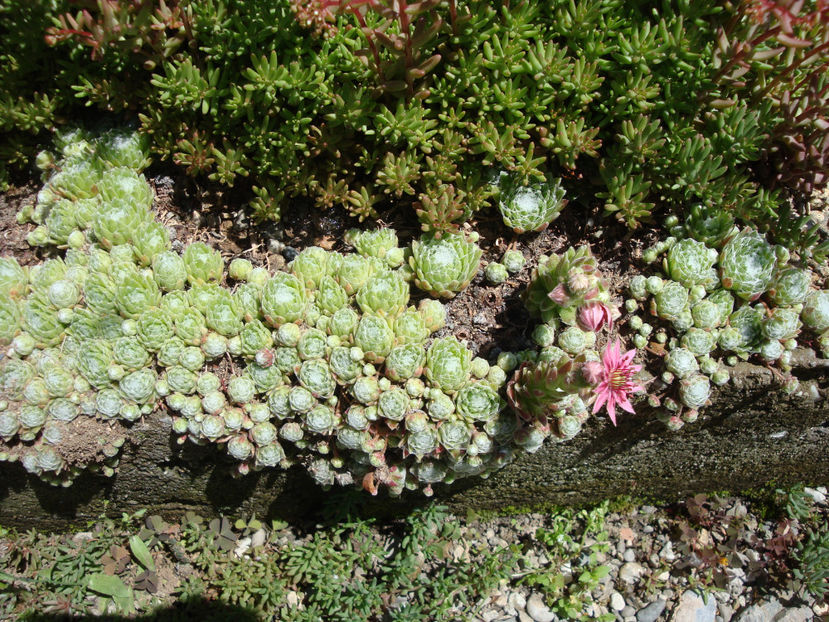 Sempervivum arachnoideum L.1753 - Genul Sempervivum