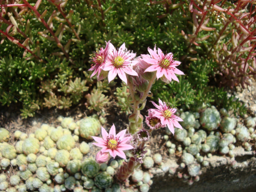 Sempervivum arachnoideum L.1753. - Genul Sempervivum