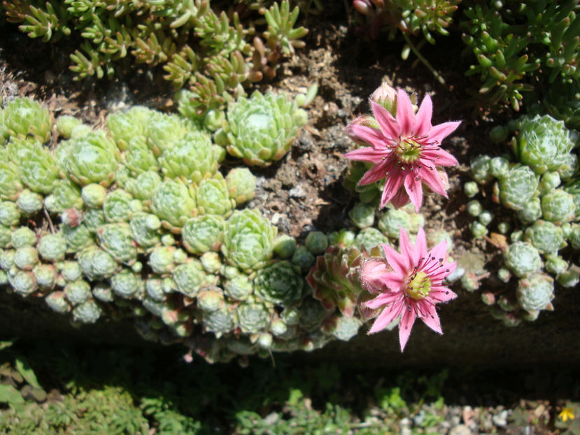 Sempervivum arachnoideum L.1753. - Genul Sempervivum