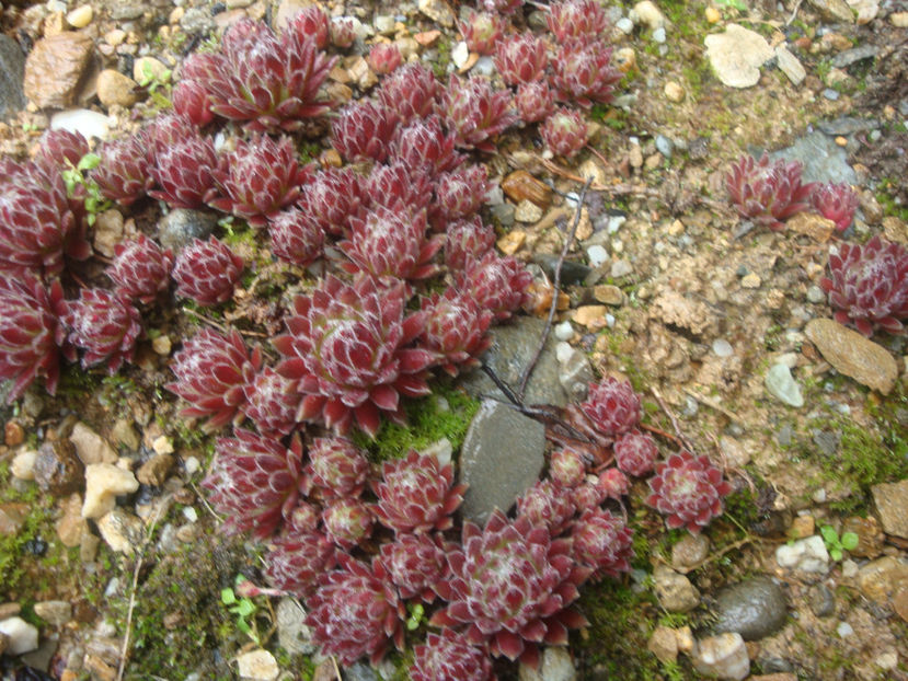 Sempervivum 'Braun Gagel' - Genul Sempervivum