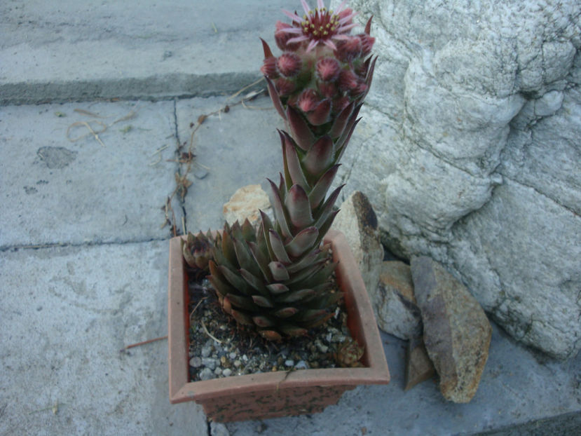 Sempervivum cv. Blue Boy - Genul Sempervivum