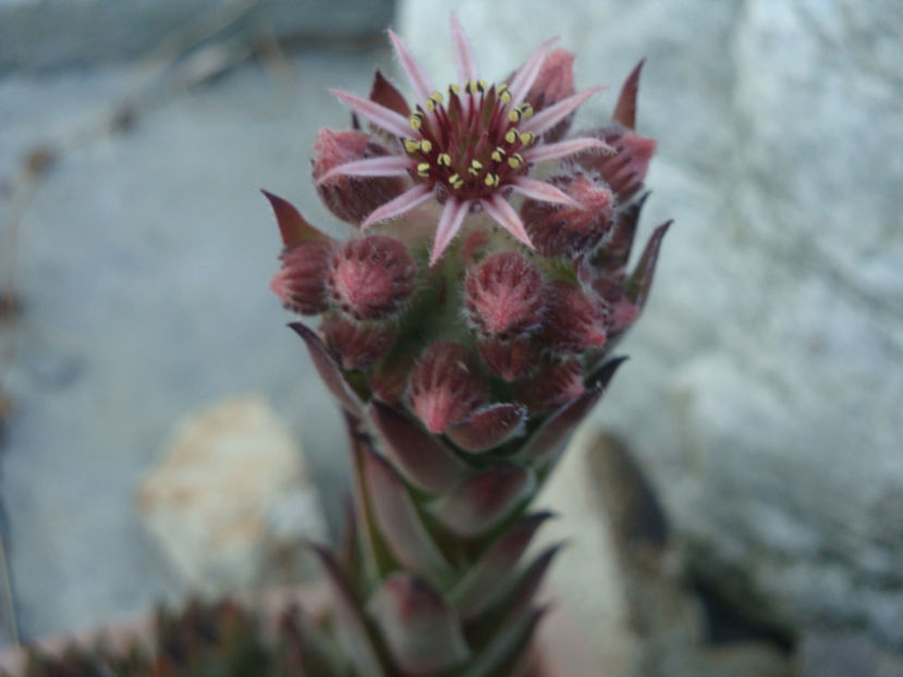 Sempervivum cv. Blue Boy - Genul Sempervivum