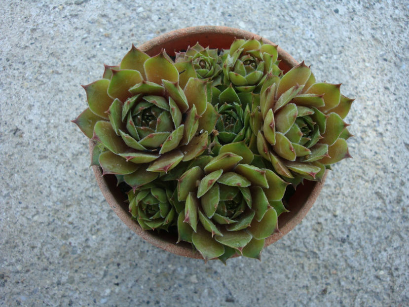 Sempervivum 'Emerald Empress' - Genul Sempervivum