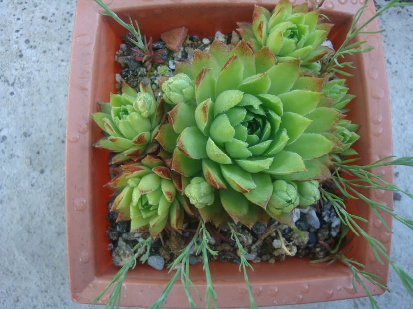 Sempervivum globiferum ssp. arenarium (W.D.J.Koch). - Genul Sempervivum