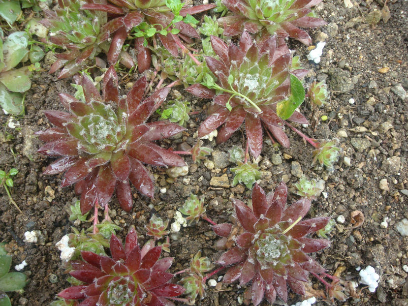 Sempervivum 'Jubilee Tricolour' - Genul Sempervivum