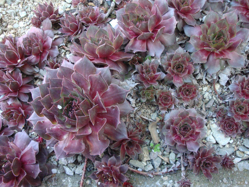 Sempervivum marmoreum Griseb.1843. - Genul Sempervivum