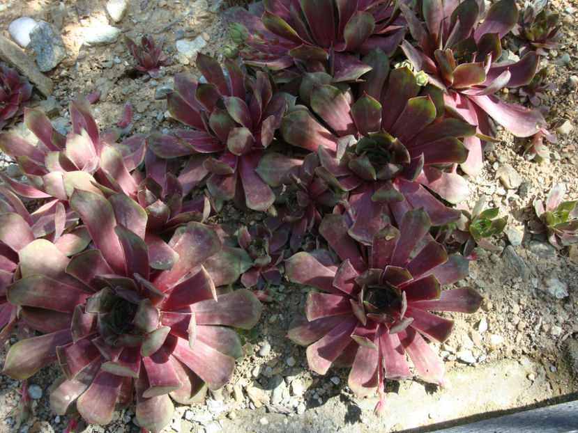 Sempervivum marmoreum Griseb.1843. - Genul Sempervivum