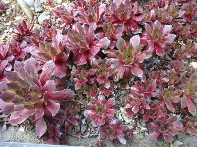 Sempervivum marmoreum Griseb.1843. - Genul Sempervivum