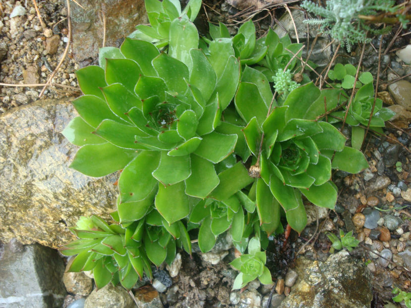 Sempervivum montanum L.1753. - Genul Sempervivum