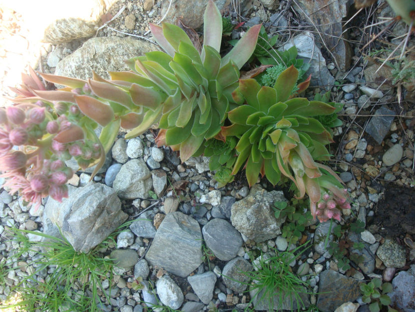 Sempervivum montanum L.1753. - Genul Sempervivum