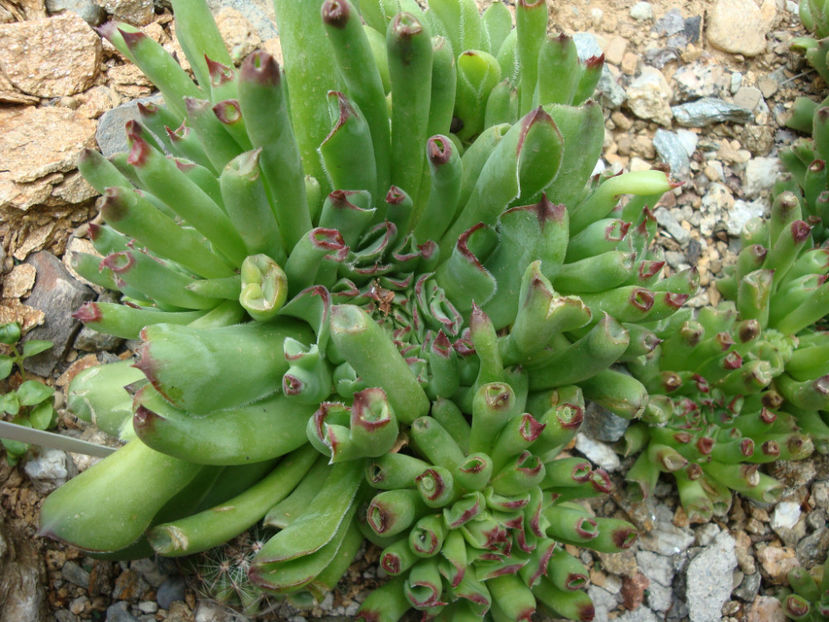 Sempervivum tectorum cv. Oditty. - Genul Sempervivum