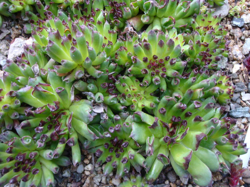 Sempervivum tectorum cv. Oditty. - Genul Sempervivum