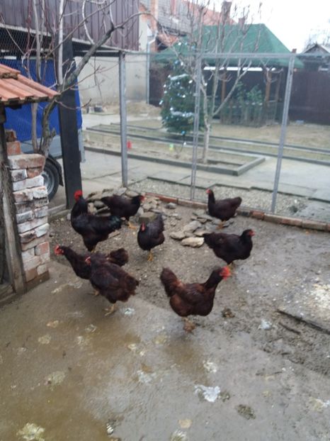  - Gaini rhode island matca 2018