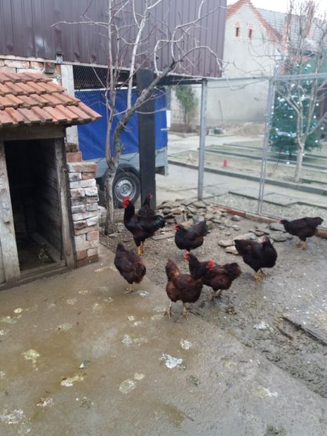  - Gaini rhode island matca 2018