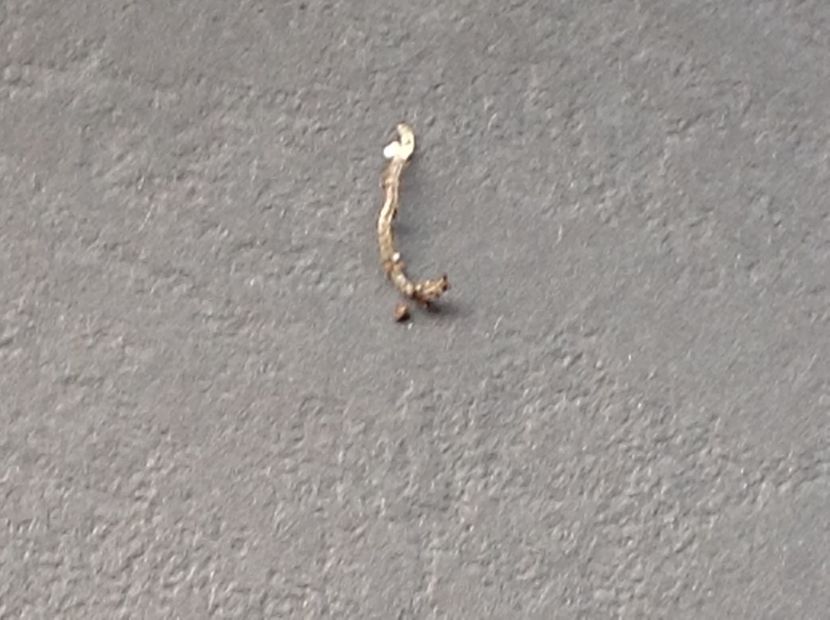  - Dăunător in pământ vierme alb de turba?