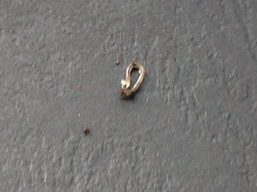  - Dăunător in pământ vierme alb de turba?