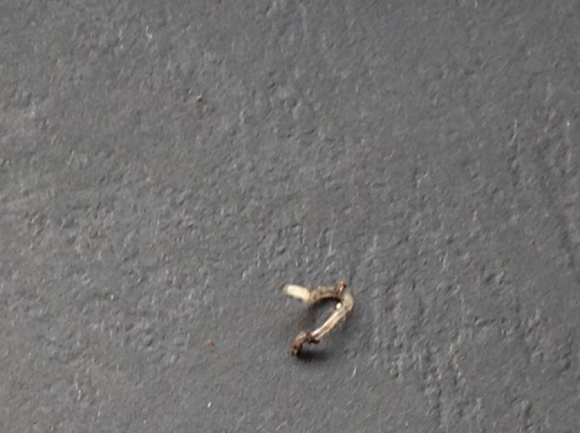  - Dăunător in pământ vierme alb de turba?