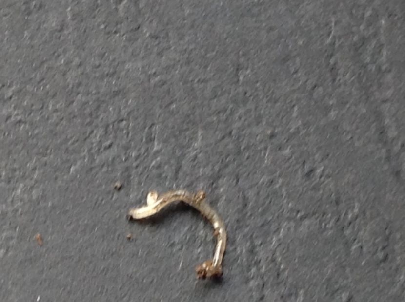  - Dăunător in pământ vierme alb de turba?