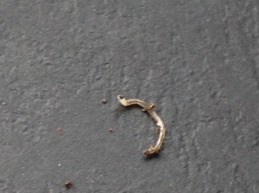  - Dăunător in pământ vierme alb de turba?