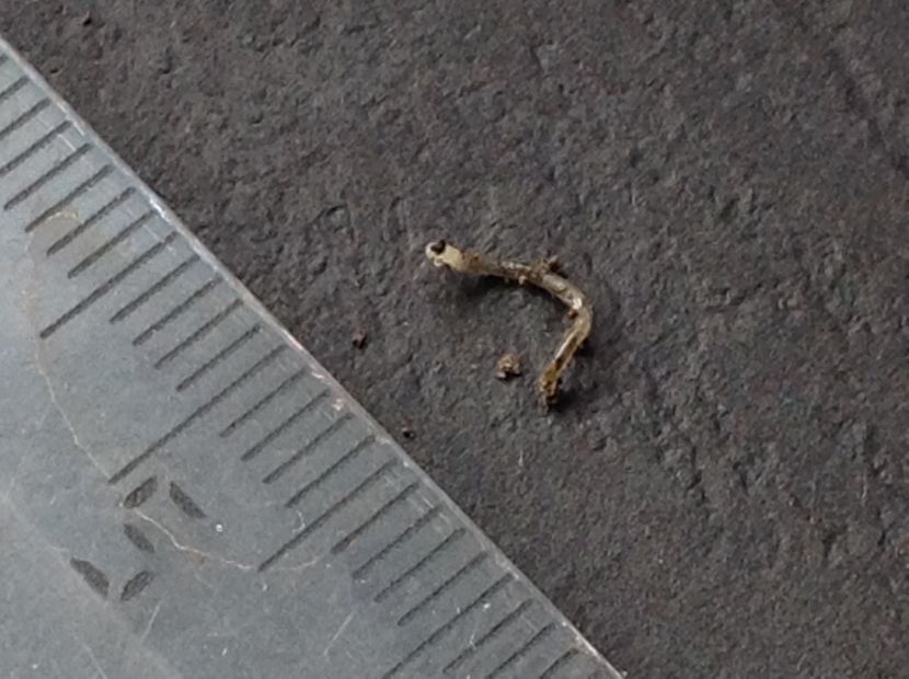  - Dăunător in pământ vierme alb de turba?