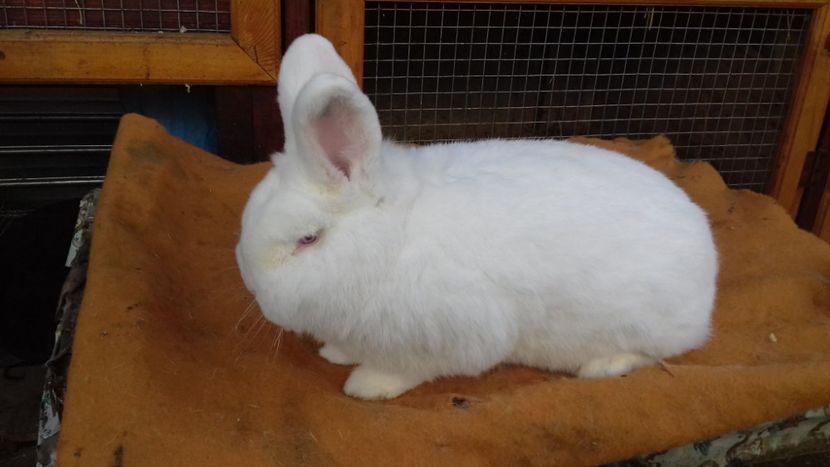 26692168_1952322785086215_419550365_o - 6 pentru leomanu84