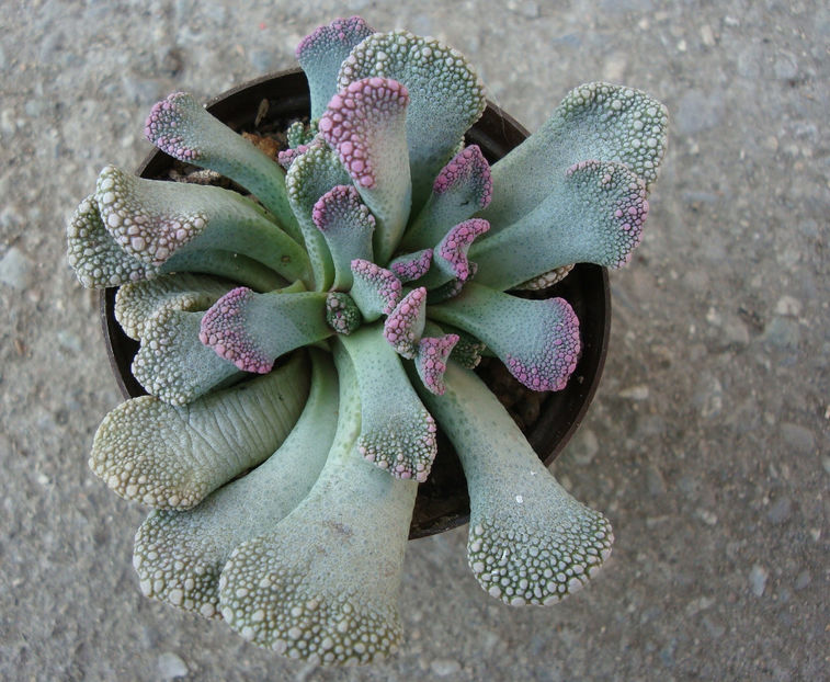 Titanopsis calcarea (Marl.) Schwantes 1926. - Genul Titanopsis