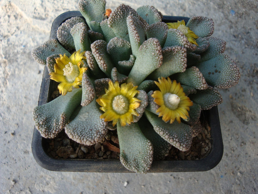 Titanopsis calcarea (Marl.) Schwantes 1926. - Genul Titanopsis