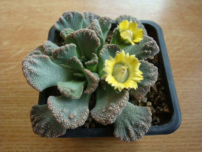 Titanopsis calcarea (Marl.) Schwantes 1926. - Genul Titanopsis