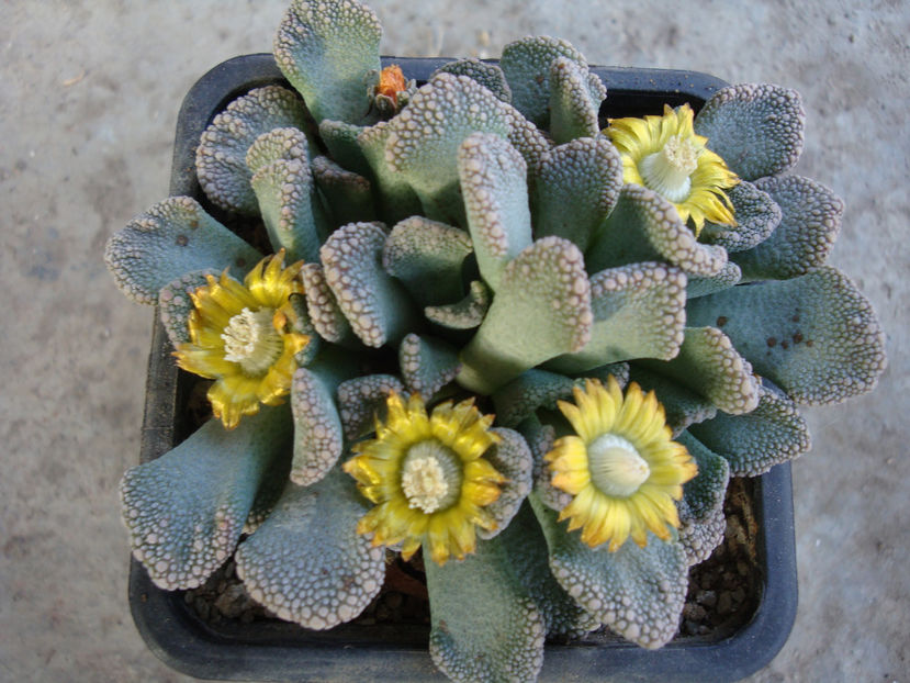 Titanopsis calcarea (Marl.) Schwantes 1926. - Genul Titanopsis