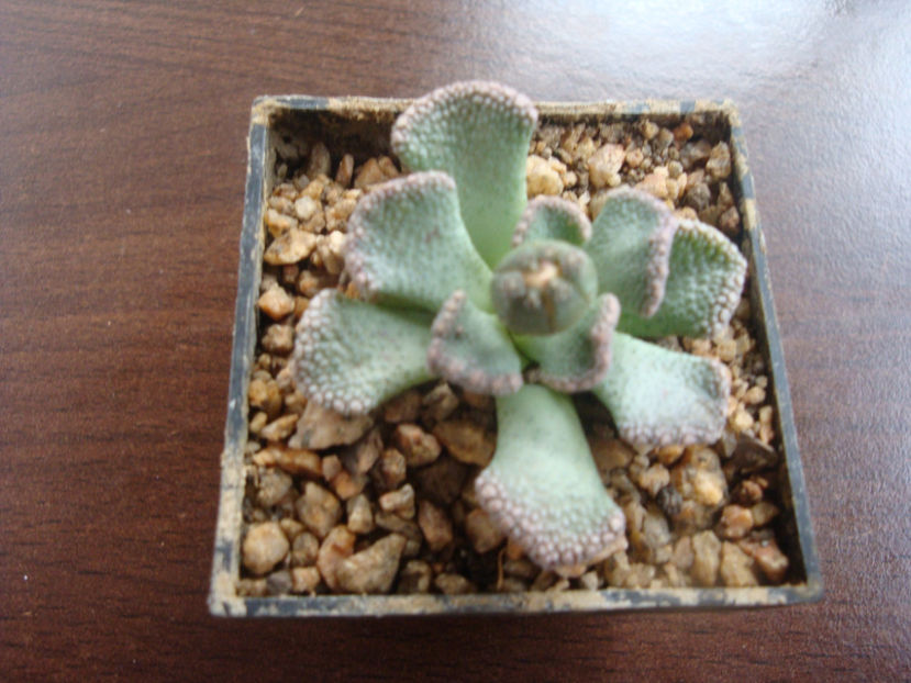 Titanopsis fulleri Tischer 1935. - Genul Titanopsis