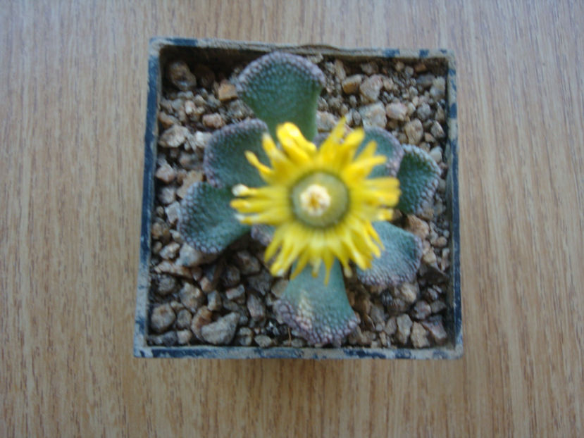 Titanopsis fulleri Tischer 1935. - Genul Titanopsis