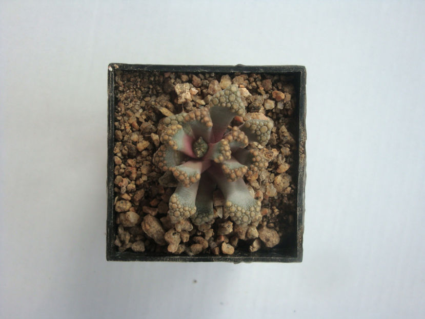 Titanopsis hugo-schechteri Schwantes 1927. - Genul Titanopsis