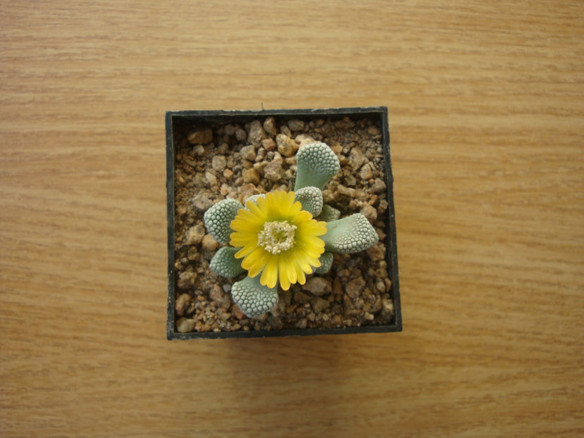 Titanopsis luderitzii Tischer 1987. - Genul Titanopsis