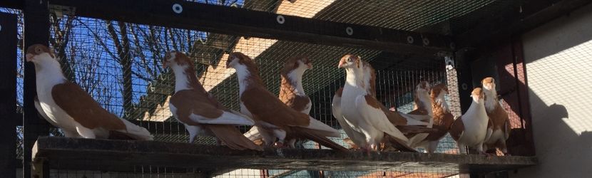 B56CEB59-08DB-4CB9-9EE5-653096C986FB - Galateni galbeni motati 2018