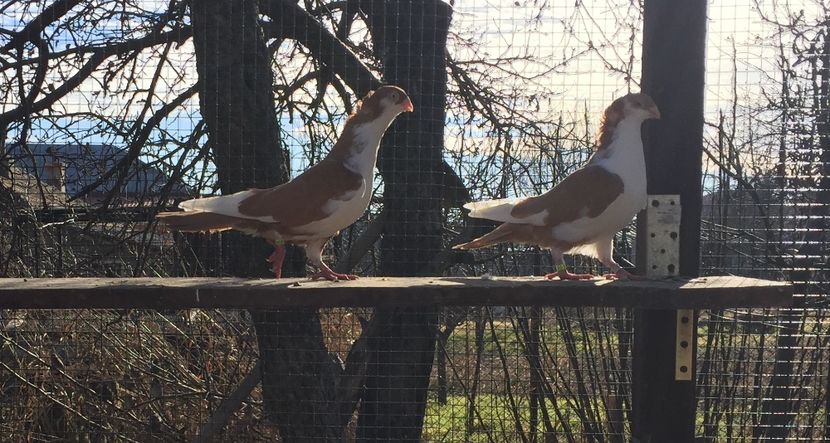 987AF1B8-8F00-4327-B0D3-E72A8302C89C - Galateni galbeni motati 2018